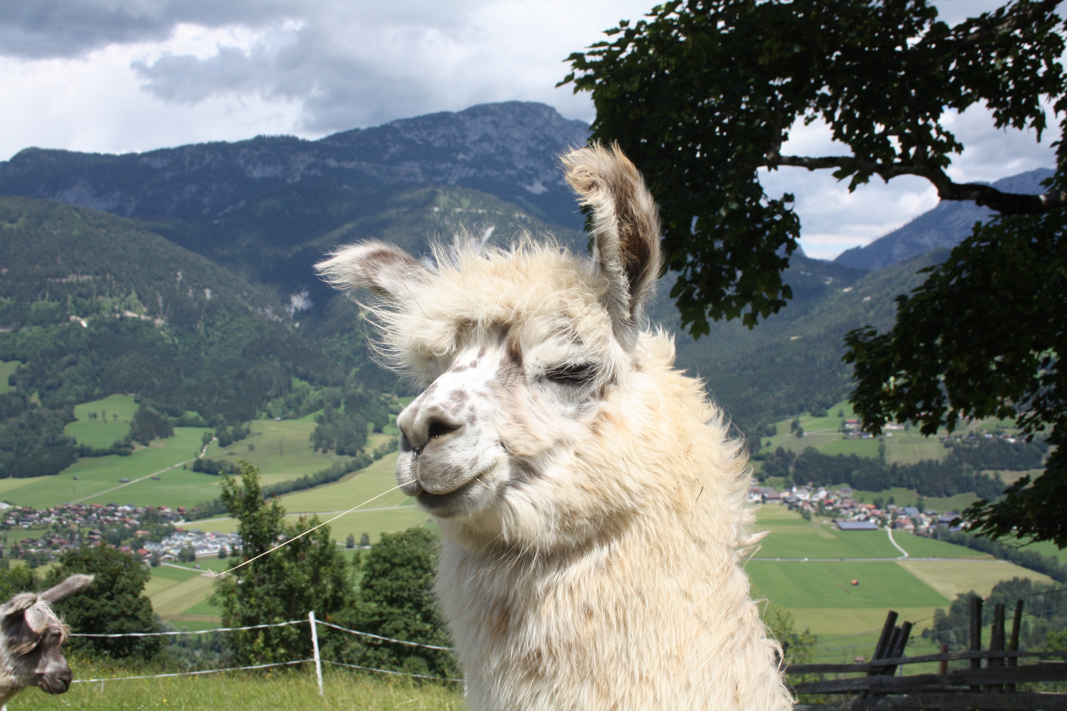 Lama und Alpaka Begegnungen am Klausnerhof in Aich